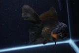 Thai Oranda  Red Black 6 Inch (ID#1224To6b-88)