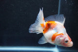 Ryukin  Calico 3.5 Inch (ID#920Ry7a-4) Free2Day SHIPPING