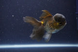 Thai Oranda  Bronze 3.5 Inch (ID#1112To2a-71) Free2Day SHIPPING