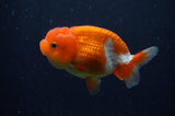 Juvenile Lionchu  Red White 3.5 Inch (ID#311R11b-9) Free2Day SHIPPING