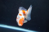 Ryukin  Calico 3.5 Inch (ID#920Ry7a-4) Free2Day SHIPPING