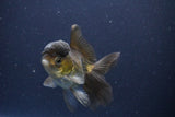 Thai Oranda  Bronze 3.5 Inch (ID#1112To2a-71) Free2Day SHIPPING