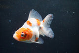 Ryukin  Calico 3.5 Inch (ID#920Ry7a-4) Free2Day SHIPPING