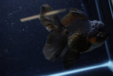 Thai Oranda  Red Black 6 Inch (ID#1224To6b-88)