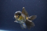 Thai Oranda  Bronze 3.5 Inch (ID#1112To2a-71) Free2Day SHIPPING