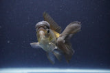 Thai Oranda  Bronze 3.5 Inch (ID#1112To2a-71) Free2Day SHIPPING