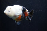 Milk Cow Ranchu  Calico 5.5 Inch (ID#411R10a-91) Free2Day SHIPPING