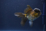 Thai Oranda  Bronze 3.5 Inch (ID#1112To2a-71) Free2Day SHIPPING