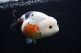 Milk Cow Ranchu  Calico 5.5 Inch (ID#411R10a-91) Free2Day SHIPPING