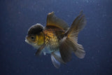 Thai Oranda  Bronze 3.5 Inch (ID#1112To2a-71) Free2Day SHIPPING