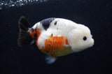 Milk Cow Ranchu  Calico 5.5 Inch (ID#411R10a-91) Free2Day SHIPPING