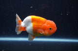 Juvenile Lionchu  Red White 3.5 Inch (ID#311R11b-10) Free2Day SHIPPING