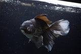 Thai Oranda  Black 7 Inch (ID#1224To6b-89)