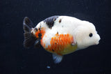 Milk Cow Ranchu  Calico 5.5 Inch (ID#411R10a-91) Free2Day SHIPPING