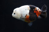 Milk Cow Ranchu  Calico 5.5 Inch (ID#411R10a-91) Free2Day SHIPPING