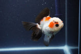 Thai Oranda  Tricolor 4 Inch (ID#1112To2a-72) Free2Day SHIPPING