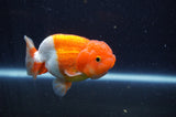 Juvenile Lionchu  Red White 3.5 Inch (ID#311R11b-10) Free2Day SHIPPING