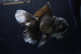 Thai Oranda  Black 7 Inch (ID#1224To6b-89)