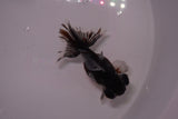 Butterfly  Calico 3.5 Inch (ID#1206B8b-58) Free2Day SHIPPING