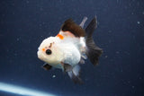 Thai Oranda  Tricolor 4 Inch (ID#1112To2a-72) Free2Day SHIPPING