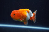 Juvenile Lionchu  Red White 3.5 Inch (ID#311R11b-10) Free2Day SHIPPING