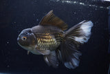 Thai Oranda  Black 7 Inch (ID#1224To6b-89)