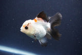 Thai Oranda  Tricolor 4 Inch (ID#1112To2a-72) Free2Day SHIPPING