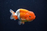 Juvenile Lionchu  Red White 3.5 Inch (ID#311R11b-10) Free2Day SHIPPING