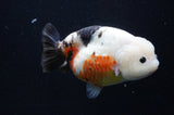 Milk Cow Ranchu  Calico 5.5 Inch (ID#411R10a-91) Free2Day SHIPPING
