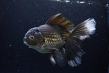 Thai Oranda  Black 7 Inch (ID#1224To6b-89)