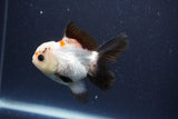 Thai Oranda  Tricolor 4 Inch (ID#1112To2a-72) Free2Day SHIPPING