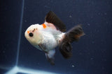 Thai Oranda  Tricolor 4 Inch (ID#1112To2a-72) Free2Day SHIPPING