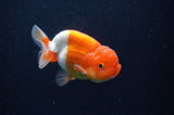 Juvenile Lionchu  Red White 3.5 Inch (ID#311R11b-10) Free2Day SHIPPING