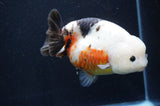 Milk Cow Ranchu  Calico 5.5 Inch (ID#411R10a-91) Free2Day SHIPPING