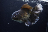 Thai Oranda  Black 7 Inch (ID#1224To6b-89)