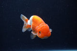 Juvenile Lionchu  Red White 3.5 Inch (ID#311R11b-10) Free2Day SHIPPING