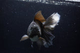 Thai Oranda  Black 7 Inch (ID#1224To6b-89)