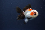 Thai Oranda  Tricolor 4 Inch (ID#1112To2a-72) Free2Day SHIPPING