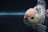 Thai Oranda  Calico 5.5 Inch (ID#0103T2b-68) Free2Day SHIPPING