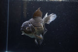 Thai Oranda  Black 7 Inch (ID#1224To6b-89)