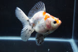 Ryukin  Calico 3.5 Inch (ID#924Ry7a-2) Free2Day SHIPPING