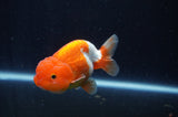 Juvenile Lionchu  Red White 3.5 Inch (ID#311R11b-10) Free2Day SHIPPING