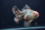 Thai Oranda  Calico 5.5 Inch (ID#0103T2b-68) Free2Day SHIPPING