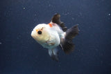 Thai Oranda  Tricolor 4 Inch (ID#1112To2a-72) Free2Day SHIPPING