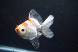 Ryukin  Calico 3.5 Inch (ID#924Ry7a-2) Free2Day SHIPPING