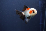 Thai Oranda  Tricolor 4 Inch (ID#1112To2a-72) Free2Day SHIPPING