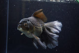 Thai Oranda  Black 7 Inch (ID#1224To6b-89)