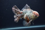 Thai Oranda  Calico 5.5 Inch (ID#0103T2b-68) Free2Day SHIPPING