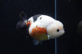 Milk Cow Ranchu  Calico 5.5 Inch (ID#411R10a-91) Free2Day SHIPPING