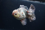 Thai Oranda  Calico 5.5 Inch (ID#0103T2b-68) Free2Day SHIPPING